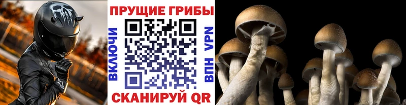 купить закладку  Славск  Псилоцибиновые грибы Psilocybe 